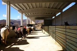 Los mejores caballos